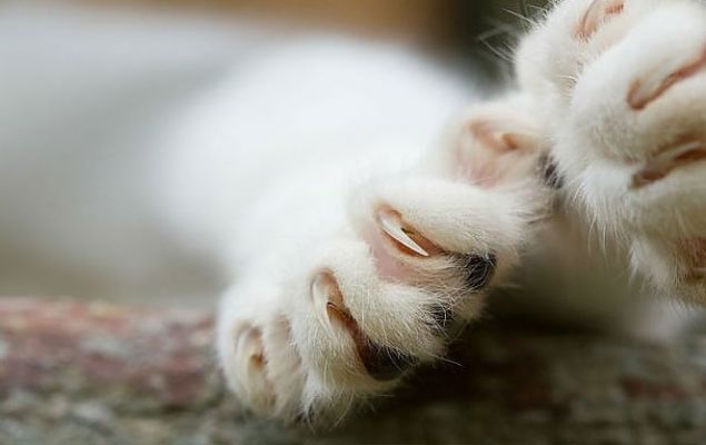 Pence Skme<br><br>        zellikle kedilere yaplan bir uygulama.     