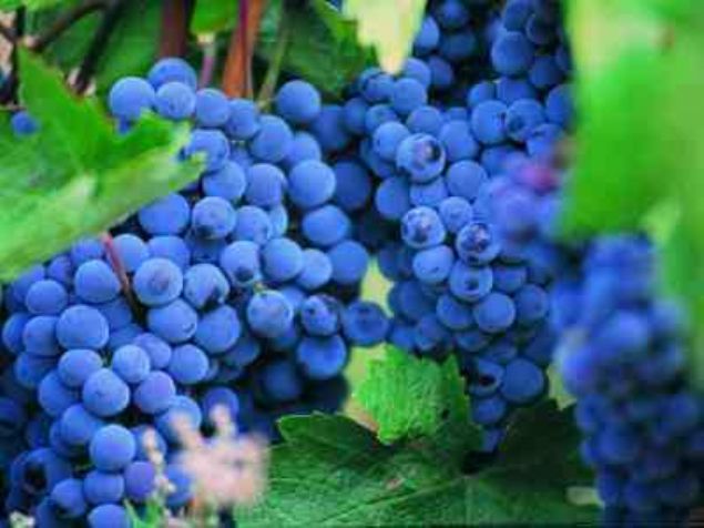 Mor zm: En nemli antosiyann kaynadr.      