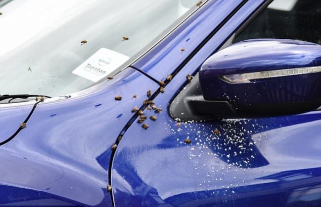 'Arlar bulduklar her oyua girmeyi sever ve otomobillerde bunlardan ok sayda var.  'Onlarn umasn salamaya alyoruz. Aracn stndeki kutuda gen arlar ve yumurtalar var, umarm dier arlar onlarn lmemesi iin etraflarn sararlar.  'Arlar buradan karp onlara daha kabul edilebilir bir ev bulmak istiyoruz.'  