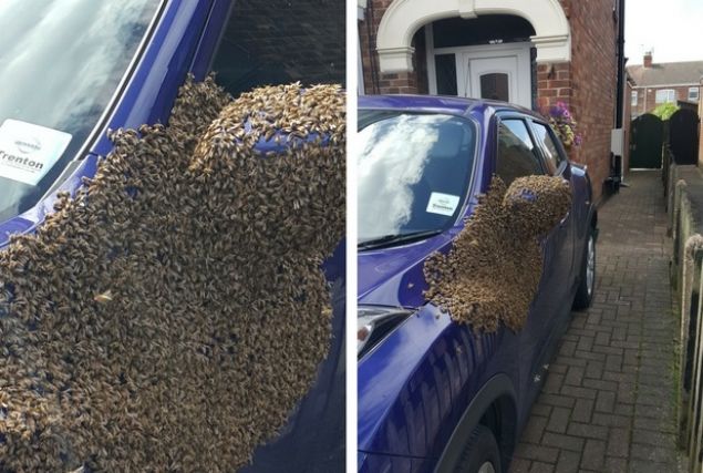 Arclar Birlii Bakan Coulson, genellikle arlarn kovanlarndaki nfus ok arttnda bir koloninin yeni bir yuva bulmak iin kovandan ayrldn ancak daha nce bu kadar ok sayda arnn bir araca tn hi grmediini sylyor:    