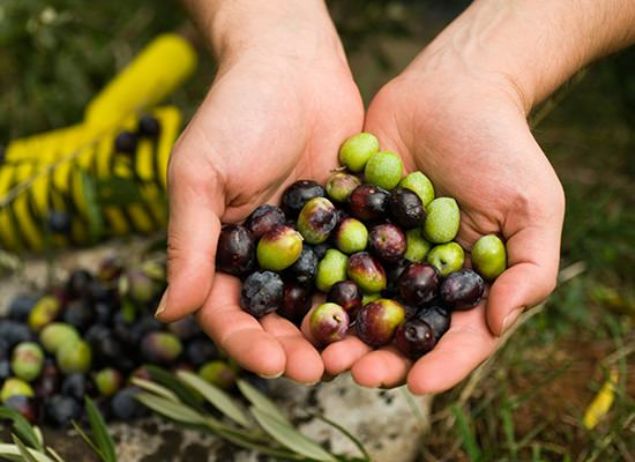 Ancak bu sel�l�zik madde, sindirim enzimleri ve mide asidini kolayl�kla eriterek i�erdi�i de�erli ve zeytin a�ac�n�n g�c�n� bar�nd�ran �z�n� ortaya ��karabilir.     
