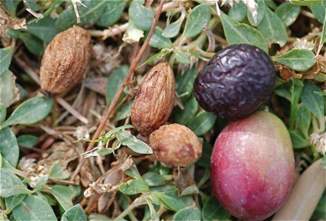 Bir�ok ara�t�rmalarda zeytin �ekirde�inin sindirim sistemi konulu bir�ok rahats�zl��� giderdi�i tespit edilmi�.     