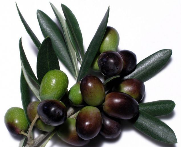 Dr. Fevzi �zg�n�l, zeytin �ekirde�i ile ilgili �unlar� s�yledi:     