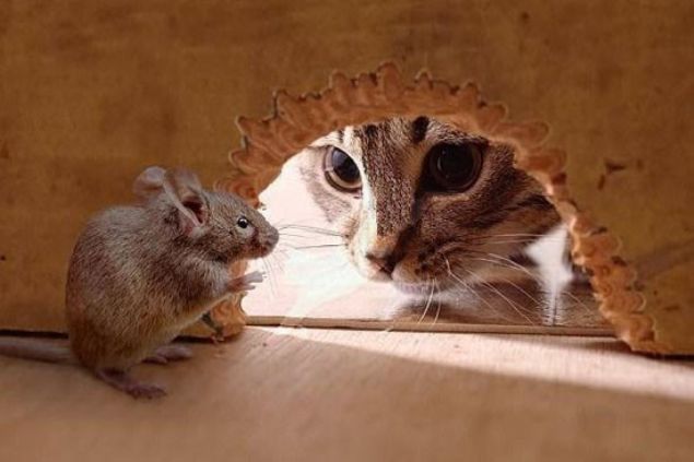 Tom and Jerry<br><br>  Bu Tom ve Jerry'nin ne yaptklar pek net deil fakat sosyal medyada olduka popler bu kedi ile faremiz nk onlara huylarndann da etkisiyle Tom ve Jerry diyorlar.     