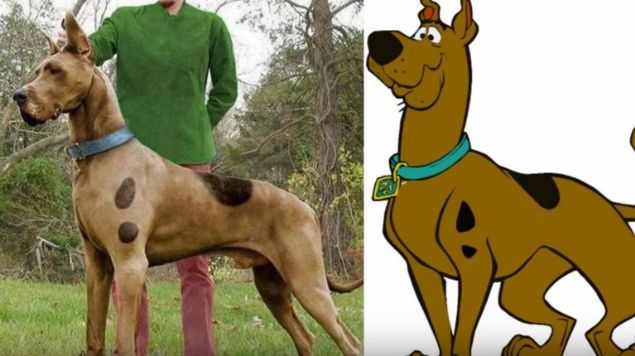 Scooby-Doo<br><br>  'Danua' tr bir kpektir. Hayalet, hortlak gibi eylerden ok korkar. En sevdii ey Scooby bskivisidir. Grdnz bu kpek de bir Danua tr. Scooby'ye benzerlii olaanst.     
