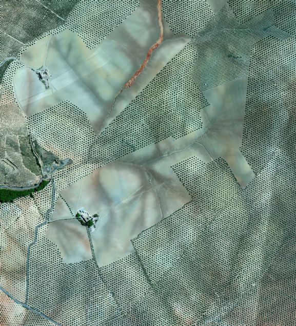 Zeytin a�ac� korusu, �spanya Cordoba    