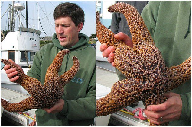   14. Dev Deniz Yldz  <br><br>  Bu deniz yldzlar, Kuzey Amerika'nn batsnda, Gney Kaliforniya'dan, Britanya Kolombiyas'na kadar uzanan kylarda yaar ve 61 cm apna kadar byyebilir.    