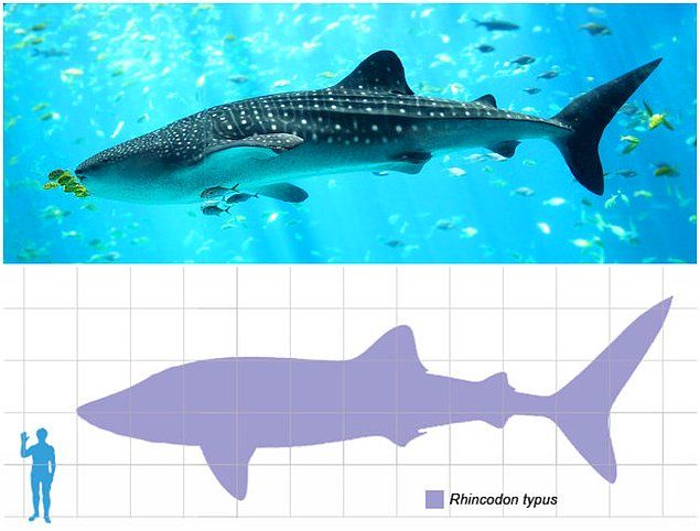   13. Balina Kpek Bal  <br><br>  Bu yava hareket eden ve filtreleriyle beslenen canllar, gnmze kadar ulaan en geni balk tr. Bilinen en byk olan ise, 12.65 metre boyunda ve 22 ton arlnda.    