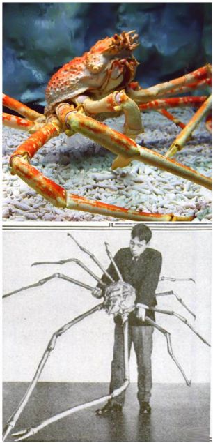   15. Japon rmcek Yengeci  <br><br>  Japon rmcek yengeleri, bacak uzunluu dier bilinen eklem bacakllardan daha uzun olan bir canl trdr. Vcut geniilii 40 cm'e kadar kabilir. Bacaklar ile birlikte 19 kg arlnda olabiliyor.    