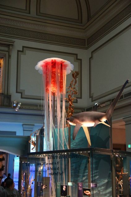   12. Aslan Yelesi Denizanas  <br><br>  Sal deniz anas olarak da bilinen en byk denizanas tr. 1870 ylnda Massachusetts Koyu'nda kara vurmu olan fotoraftaki denizanas, 2.3 metre uzunluunda ap bulunmakta ayrca dokunalar 37 metre uzunluunda (Washington D.C'deki Smithsonian Museum of National History)    