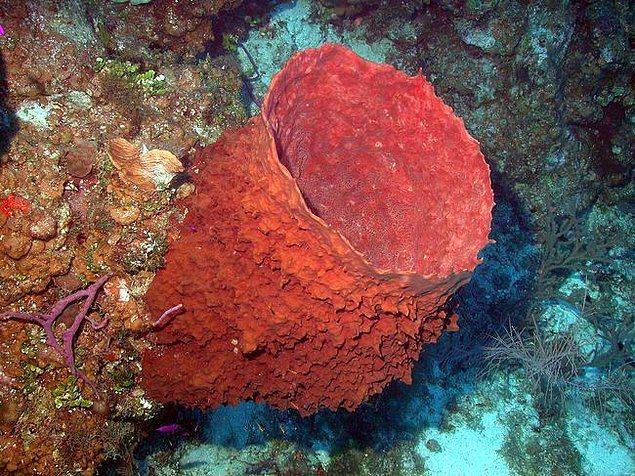   11. Caribbean Barrel Sponge  <br><br>  Bu etkileyici canllar, 100 sene yaayabiliyorlar. 2 metre boyuna ve 2 metre apna ulaabiliyorlar.    