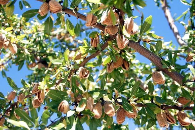 Lif asndan zengin olan badem kabzln giderilmesinde etkili bir besindir. Aratrmalara gre gnde 5 tane badem,  kabzln giderilmesi iin yeterlidir.   