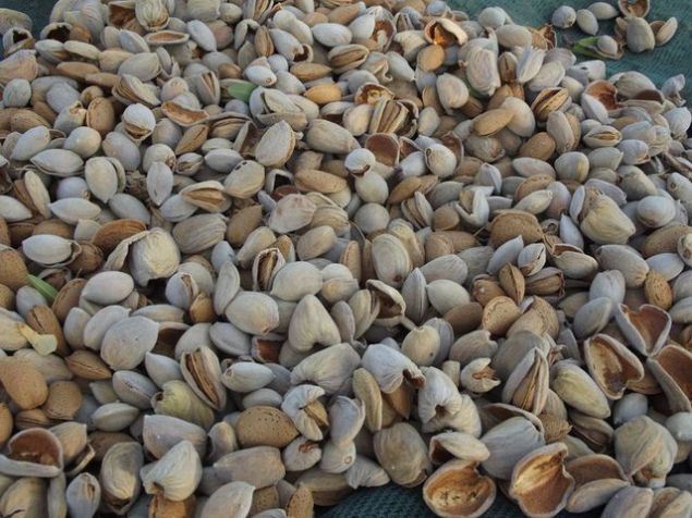 Badem ile yaplan yalar, badem stleri cildi onarmada nemli bir yere sahip. Birok nemlendirme ve temizleme rnlerinde kullanlan badem gnlk olarak tketildiinde cilt salnz korur.    