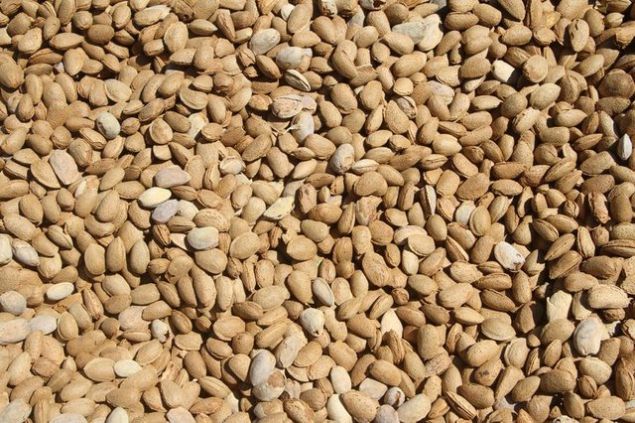 E vitamini asndan zengin olan badem antioksidan ierdiinden kalp saln nemli lde korur. Magnezyum, folik asit bulunmas kalp hastalklarndan bnyeyi korur ve arterlerde leke oluumuna engel olur.   