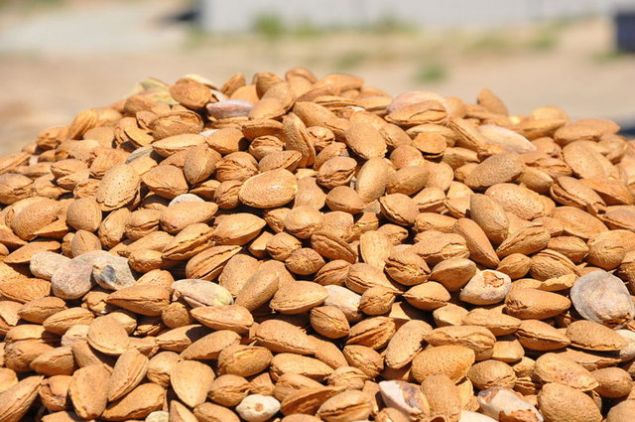 Fosfor kemik salnn korunmasnda nemli bir etkiye sahiptir. Yalanmayla birlikte artan kemik arlarnn nlenmesinde ve dilerin dayanklln artrmada badem mutlaka gnlk olarak tketilmelidir.   