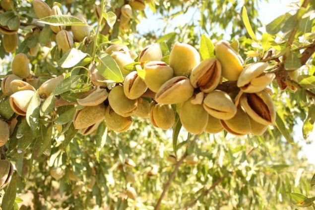 yi ve kt kolesteroln dengelenmesi iin badem olduka faydaldr.    