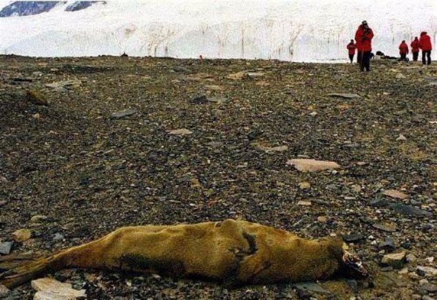 D�nya'n�n en kurak b�lgesi olarak bilinen Antarktika'n�n Kuru Vadi b�lgesine son 2.000.000 y�ld�r hi� ya��� d��memi�tir.     