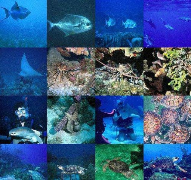 Okyanuslarda ortalama 1.000.000 adet t�r ya�ad��� d���n�lmektedir. �stelik t�m okyanus t�rlerinin sadece%33'�n�n ke�fedildi�i d���n�lmektedir.     