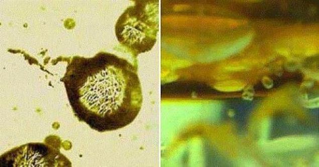 D�nya �zerindeki ilk canl�l�k �rneklerine g�n�m�zden 3.5 milyar y�l �ncesine ait tabakalarda, Avusturalya'da rastlanmaktad�r. Bu o kadar uzun bir s�redir ki, o d�nemde atmosferde oksijen bile bulunmamaktad�r.     