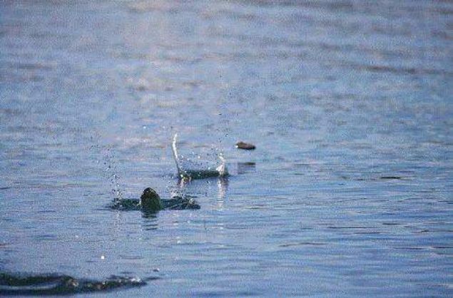 D�nya'ya d��en en b�y�k meteor, krater olu�turmam��t�r. Meteor, yap�s� itibariyle k��eli ve kenarlar� d�z oldu�u i�in, muhtemelen bir ta��n suda sekmesi gibi y�zeyde sekmi� ve durmu�tur.     