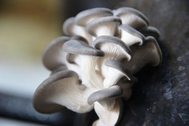 KANSER HASTALARI ���N OLDUK�A SA�LIKLI  <br><br>  Do�. Dr. Dermirel, �stiridye mantar�n�n �zelliklerine de de�inerek, '�stiridye mantar�, �apkal� mantar grubundan bir mantar. Yenebilen bir mantarlar aras�nda yer almaktad�r.   