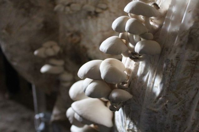 �zellikle son y�llarda T�rkiye'de ilgi g�ren bu mantar, besin de�eri ve faydalar�yla ciddi talep meydana geliyor.   