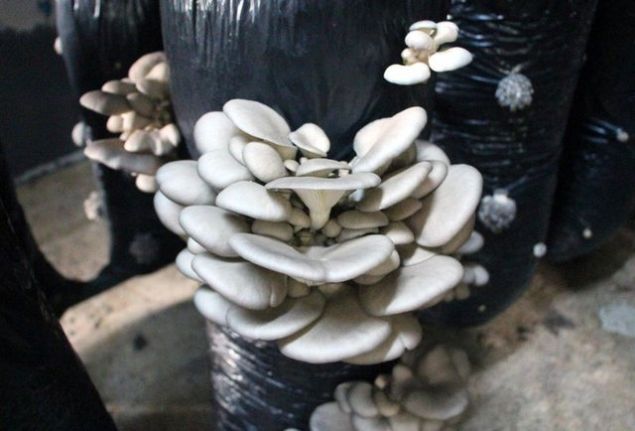 �zellikle kanser hastalar� i�in onlar, her an �evresel fakt�rlerden her t�rl� enfeksiyonu kapma e�ilimdedirler bahsetti�im konulardan dolay� mantar�n t�ketilmesi v�cudu s�rekli zinde tutacak bir maddedir ve bu hastalar�n sorunlar�n� engellemeye yard�mc� olur. Ama bir kere de�il d�zenli olarak t�ketimi gerekir' dedi.   