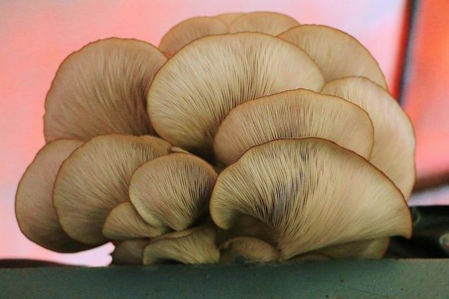 �ahin, '2 seneye yak�n �stiridye mantar� yeti�tiricili�i ve bunun sat���n� ve pazarlamas�n� da yap�yoruz.   