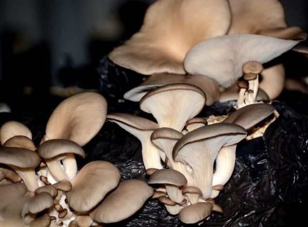 'KIRMIZI ETTEN PROTE�N OLARAK 2 KAT DAHA FAZLA' <br><br>  Eski�ehir'de k�lt�r ortam�nda �stiridye mantar� yeti�tiricili�i yap�p, bunun ticaretini yakla��k 2 y�ld�r s�rd�ren Mutlu �ahin, mantar hakk�nda bilgiler vererek, �stiridye mantar�n�n yeti�tirilme s�recinden ve faydalar�ndan bahsetti.   