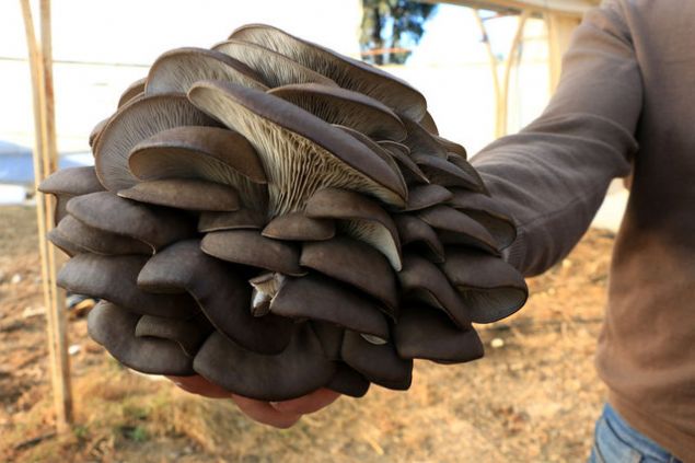 'MANTAR NASIL YET��T�R�L�YOR'  <br><br>  K�lt�r ortam�nda yeti�tirilen �stiridye mantar� hakk�nda bilgi almak i�in ��rencilerle birlikte sera alan�na gelen Anadolu �niversitesi Fen Fak�ltesi Biyoloji B�l�m� ��retim �yesi Do�. Dr. Rasime Demirel, yapt�klar� gezi ve �stiridye mantar� hakk�nda �e�itli bilgiler vererek, 'Burada 3 farkl� dersin ��rencisi bulunmakta.   