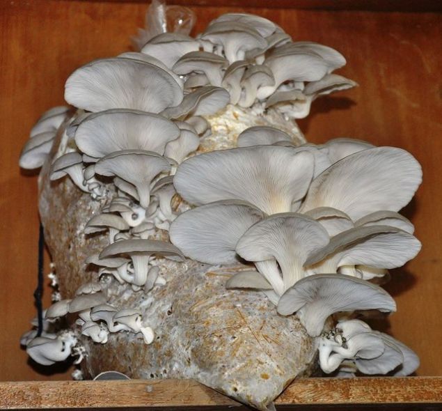 Ad�n� '�stiridyeye' olan benzerli�inden alan bu mantar t�r�, i�erdi�i vitaminlerle kanser hastalar�n�n enfeksiyon kapma riskini azaltmakla beraber k�rm�z� etten al�nan proteini fazlas�yla kar��l�yor.   