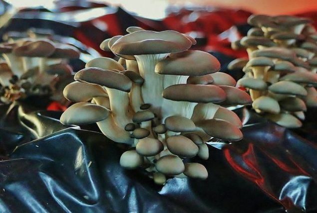 Sadece �apkal� mantarlar grubu ile de�il her �e�it ile ilgili �al��malar� var. �zellikle 4'�nc� s�n�f ��rencileri bununla ilgili tez �al��malar� yap�yor 1 y�l boyunca ve d�nemin sonunda tezini sunarak mezuniyet tezini tamamlam�� oluyor' diye konu�tu.   