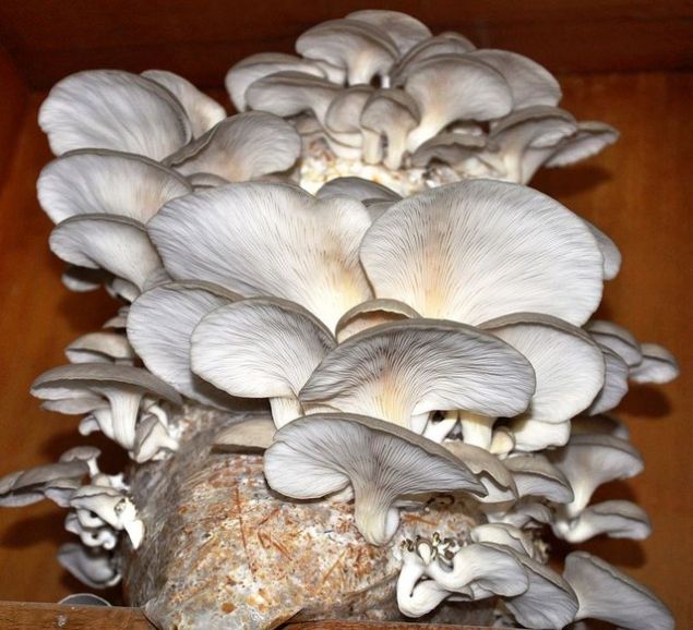 T�rkiye'de yeni yeni mutfaklara girmeye ba�layan �stiridye mantar�, bir�ok hastal��a iyi geliyor.   