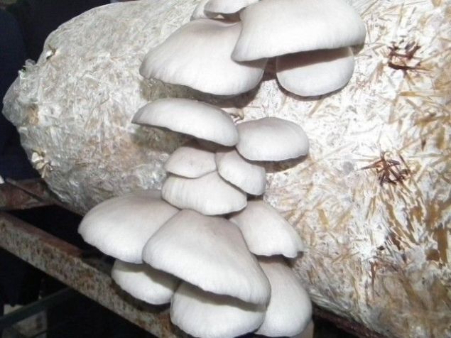 Peki biz neden t�ketme ihtiyac� duyuyoruz, b�t�n mantarlar h�cre yap�s�nda bulunan betaglukan ad�n� verdi�imiz bir madde bulunmaktad�r ve bu madde bizim sindirim sistemimizi her daim ayakta tutmaya yarayan bir maddedir. Bu nedenle mantarlar bizim de�erli bir besin kayna��d�r.   