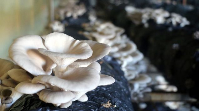 Biyoloji b�l�m� ��rencileri 3'�nc� ve 4'�nc� s�n�flar �uanda buradalar. Burada mantar nas�l k�lt�r ediliyor, yeti�tiriliyor, ko�ullar� nas�ld�r, uygulama a�amas�nda dikkat edilmesi gereken noktalar, tecr�beli ki�iler taraf�ndan ��retiliyor.   