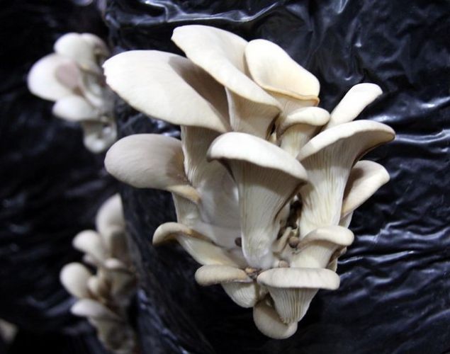 Tabii ki h�zl� bir �ekilde yeti�iyor olmas� ve besin kayna�� olarak da �ok l�ks bir ortama ihtiya� duymamas� nedeniyle �reticiler taraf�ndan �ok s�k tercih edilen mantar grubundan bir tanesidir.   