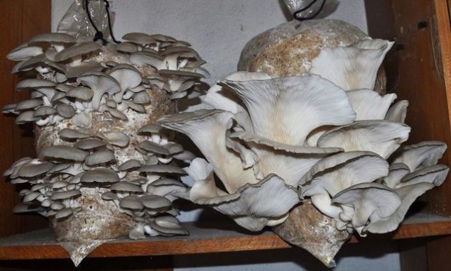 Do�ada kavak ve kay�n gibi a�a�lar�n g�vdelerinde yeti�en, �stiridye �eklinde olmas� nedeniyle '�stiridye mantar�' ismini de alm��, k�lt�r ortam�nda yeti�tirilebilen ender t�rlerden bir tanesidir.   