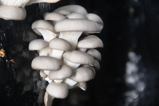 Biyoloji ��rencisi 1'inci s�n�ftan itibaren funguslar hakk�nda bilgi edinmeye ba�l�yor. Her s�n�f ad�m ad�m bu bilgi seviyesi art�yor.   