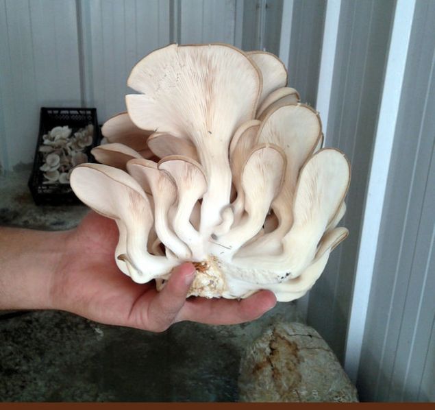  3 ve 4'�nc� s�n�fta ise, ilgi alanlar�na g�re mikroskobik, makroskobik ve mantarlar alemine genel bak�� olmak �zere se�meli dersler bulunmaktad�r. Arkada�lar�m�z da ilgi alanlar�na g�re bu dersin bir veya birden fazlas�n� se�ebilirler ve kendilerini bu alanda yeti�tirebilir.   