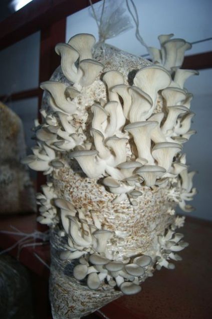 �stiridye mantar� �uan d�nyada ve �lkemizde �ok reva�ta olan bir mantar. Yeti�tirmesi biraz zahmetli ama �ok lezzetli, �ok sa�l�kl� bir mantar. ��erisinde bir�ok vitamin ve protein bar�nd�ran k�rm�z� etten protein olarak 2 kat daha fazla olan bir mantar. Bunu hastalar, vejetaryanlar da kullan�yor. Mutfa��m�za yeni giren bir mantar �e�idi �uan ancak h�zla yayg�nla�maktad�r' ifadelerini kulland�.   