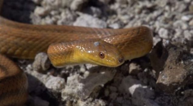 Kazanan taraf simsiyah derisiyle dou indigo ylan oldu.     