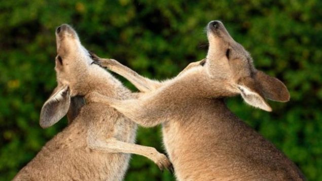 Kangurular <br><br>  Avustralya'da erkek kangurularn pazlarnn imesi iftleme nedenli kavga hazrlnn iareti saylyor. Diilerle iftlemek iin kan kavgalarda kaslar ne kadar bykse kanguru o kadar avantajl oluyor. <br><br>  Kangurular kavgada n ayaklarn kullanarak birbirini itip kaksa da esas olarak gl tekmeleriyle nller. Kuyruklar zerinde dengelerini salayp arka bacaklaryla ok gl tekmeler atabiliyorlar. Bu iddete bir de keskin peneler eklendiinde tekmelerin etkisi ok daha fazla oluyor. <br><br>  Kangurular savunma amacyla da tekmeye bavurabiliyor. Avustralya'da kpeklerini gezdiren birok insan, kendilerini tehdit altnda gren kangurularn bu tr saldrsna maruz kalmtr.   
