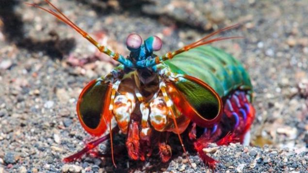 Peygamberdevesi karidesi <br><br>  rnein peygamberdevesi karidesi bunlar arasnda yer alyor. Bu i iin gelitirilmi n uzuvlaryla avlarna yle gl yumruklar savuruyorlar ki, yumruun etkisiyle suda s, k ve ses ortaya kyor.<br><br>  Baz trler zel uzantlarn zpkn eklinde kullanrken, bazlar da bu ii sopa kullanr gibi yapyor. Bu karideslerin bir vurula akvaryumlar krd ok grlmtr. <br><br>  Sheila Patek, Kuzey Carolina'daki Duke niversitesi laboratuvarnda hayvanlarn hzl hareketleri konusunda almalar yapyor. Patek'in ekibi, peygamberdevesi karidesinin tavus kuuna benzer ssleri olan trnn, 800 mikro saniyeden daha ksa bir srede vcut arlklarnn 2500 kat gle yumruk savurabildiini tespit etti. <br><br>  'Bu canllar tpk bir oku gibi, vuru ncesinde elastik enerji biriktirip sonra bunu birden brakyor' diyor Patek. Bunu salayan balantl uzantlar, gc bir sonraki uzantya iletirken oaltan bir ilev gryor ve bu gcn hedefe en iddetli haliyle aktarlmasn salyor. <br><br>  Karidesler kendi blgelerini korumak iin rakipleriyle bu tr yumruklamalara son are olarak bavurur. nce birbirinin gcn anlamaya alrlar.  fiziksel kavga aamasna gelince, en fazla yumrua dayanan karides kavgay kazanm oluyor.   