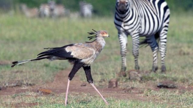 Sekreter kuu <br><br>  Sahra-alt Afrika'nn otlaklarnda, uzmanlarn 'topuklu ayakkabl ninja kartal' olarak tanmlad ilgin bir ku var. lgin grnml bir ku olan sekreter kuu zehirli ylanlarla beslenir. Onlar kafalarna isabet ettirdii iddetli bir pene darbesiyle etkisiz hale getirir. <br><br>  2016'da laboratuvar ortamnda yaplan lmlerde, sekreter kuunun, insann gz krpma sresinin onda birinde, kendi vcut arlnn be-alt kat gte tekme attna tank olunmutu. <br><br>  Ayn avlanma tekniklerinin, tarih ncesi dnemde Gney Amerika'da yaayan ve terr kular ad verilen uamayan kular tarafndan da uyguland tahmin ediliyor. <br><br>  Belki de artk deyimlerimizi bu bilgilere gre yeniden uyarlamamz gerekiyor. rnein, kelebek gibi umak ve ar gibi sokmann yan sra, karides gibi yumruk atmak ve ku gibi tekmelemek deyimler szlnde yerini alabilir.   