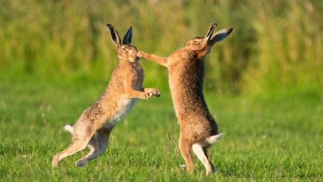  Tavanlar<br><br>  Memeli hayvanlar arasnda en nl boksrler ise kahverengi tavanlardr.  Tavanlar baharda iftleme dneminde rekabet kavgalarna sk girer. <br><br>  Daha nce sadece erkek tavanlarn bunu yapt sanlrd. Oysa aratrmalar genellikle henz iftlemeye hazr olmayan diilerin srarc erkek tavanlar kovmak iin boksa bavurduunu gsteriyor. Dii tavanlarn dourganlk dnemi ok ksa olduu iin erkekler srarl davranyor.     