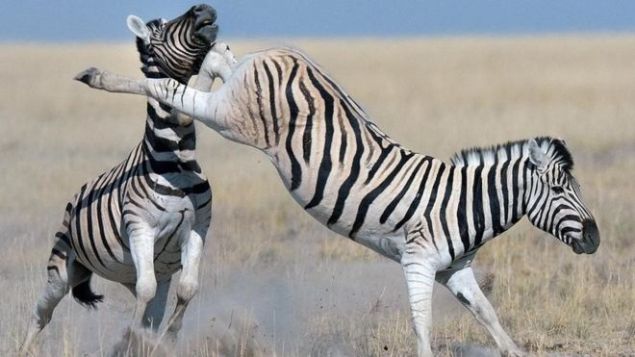 Zebra iftesi <br><br>  Atlarla har neir olanlar atlarn tekmesinin ne kadar gl olduunu bilir, zellikle arka ayaklaryla ifte attklar zaman. <br><br>  Zebra iftesinin ok daha gl olduu syleniyor, ancak bunu destekleyecek trden aratrmalar yok. Zebralar ehliletirmek atlardan daha zor olduu iin bu kan olumu olabilir. <br><br>  California Davis niversitesi'nden Tim Caro, zebralar doal ortamlarnda rktmeden incelemek iin zebra kln girme yoluna bile bavurmu. 2016'da yaymlanan Zebra Stripes (Zebra izgileri) adl kitabnda, ovadaki zebralarn yrtc hayvanlarla nasl ba ettiini anlatyor. Zebralar aslanlarn gsne ifte atyor, ancak bunlarn lmcl darbeler olduunu gsterecek deliller yok. <br><br>  Devekular ve zrafalar da gl tekmeleriyle bilinen hayvanlar arasnda yer alyor. Bunlarn byk yrtc hayvanlar tekmeleyip yaraladna ok tank olunmutur. <br><br>  Fakat bu eylemler ounlukla savunma amaldr ve saldrgan karmaya yneliktir. Ama omurgaya ya da kafaya isabet etmesi halinde ldrc olabilir.  
