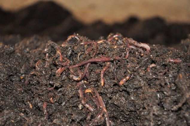  Bu ie yeni balayacak yatrmclarn iini daha kolaylatrmak ve giderlerini azaltmak iin `Solucan Oteli fikrini hayata geirdik.    