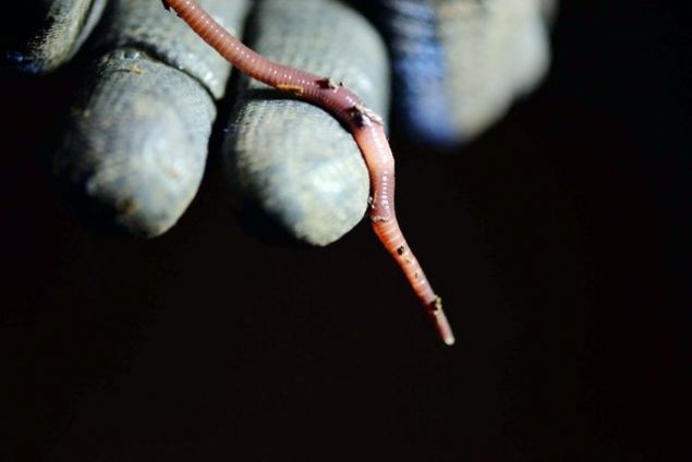 Bu uygulama sayesinde solucan gbresi retimine girmek isteyen kii bir yl boyunca yer kiras ve retim masraf demek zorunda kalmyor.'    