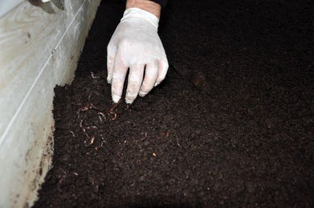 Saylar 500 bin yada 1 milyon rakamlarna ulat zaman giriimcinin solucanlarn teslim ediyoruz.    