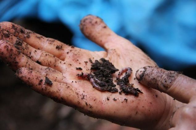 'Solucan gbresi retimini yapmak isteyen de gbreyi kullanmak isteyen de ok fazla. Ama lkemizde byk bir tesis yok.     